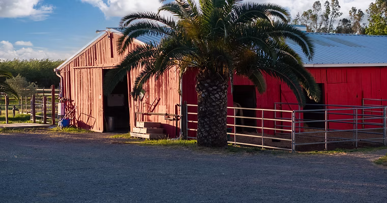 Red barn with palm trees in front